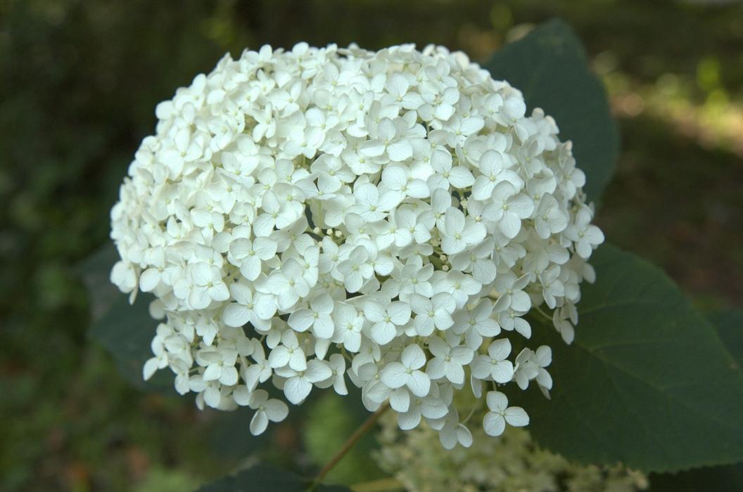 Гортензія анабель дворічка photo 3