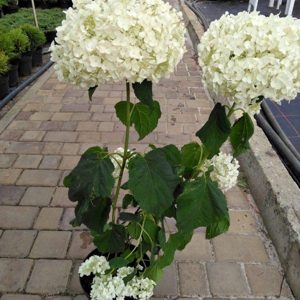 Гортензія анабель дворічка photo 6