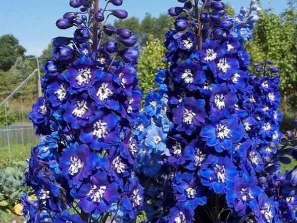 Насіння Дельфініум Король Артур photo