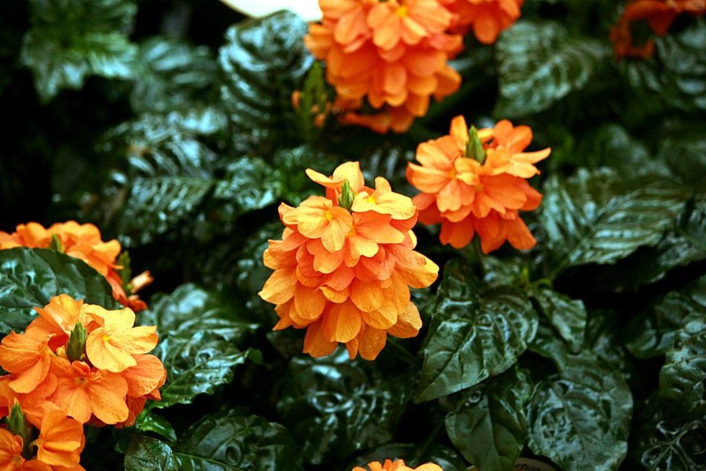 Кімнатна рослина Кросандра photo 4
