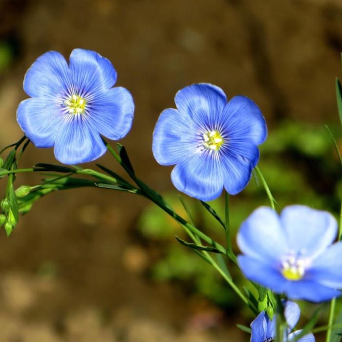 Насіння блакитного льону photo 3