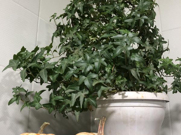 Плющ photo