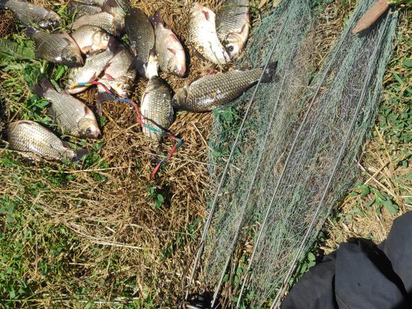 Хапугапавукраківниця photo