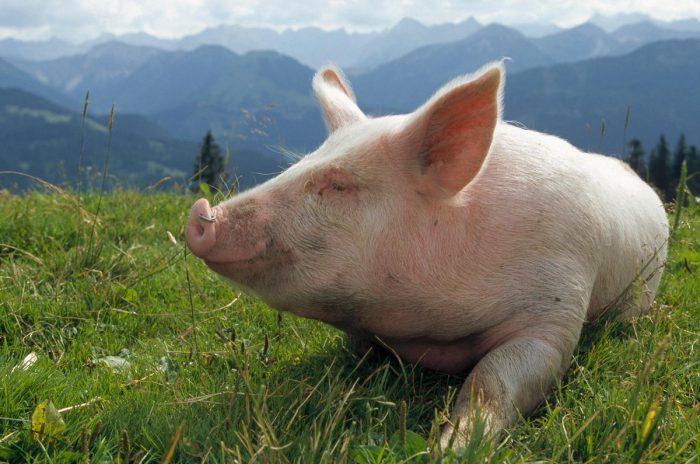 Свині фото 1