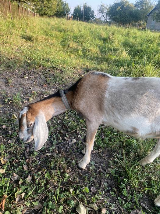 Цап англо-нубієц100% парування кіз фото 1