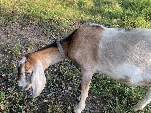 Цап англо-нубієц100% парування кіз фото