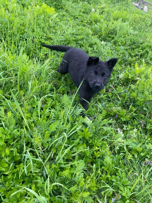 Продаються цуценята німецької вівчарки фото 1