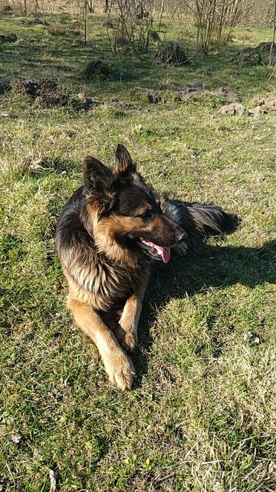 Продаються цуценята німецької вівчарки фото 3