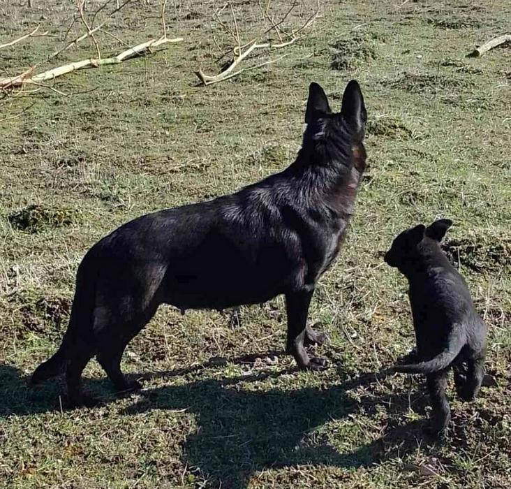 Продаються цуценята німецької вівчарки фото 4