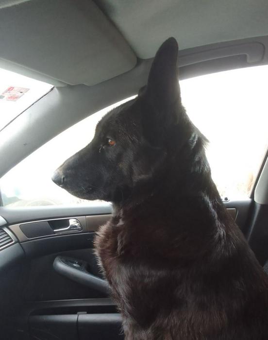 Продаються цуценята німецької вівчарки фото 5