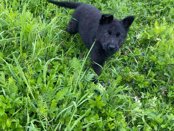 Продаються цуценята німецької вівчарки фото