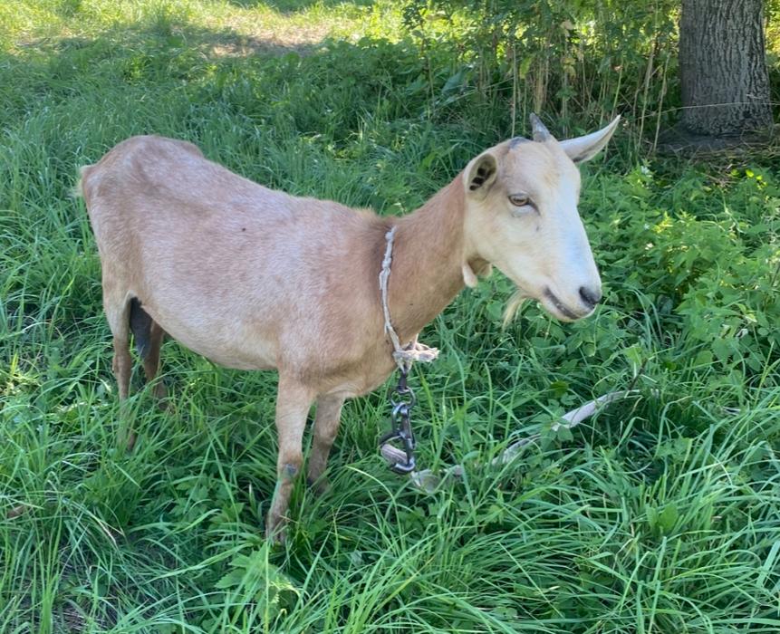 Продаю коз безрогих і з рогами photo 1