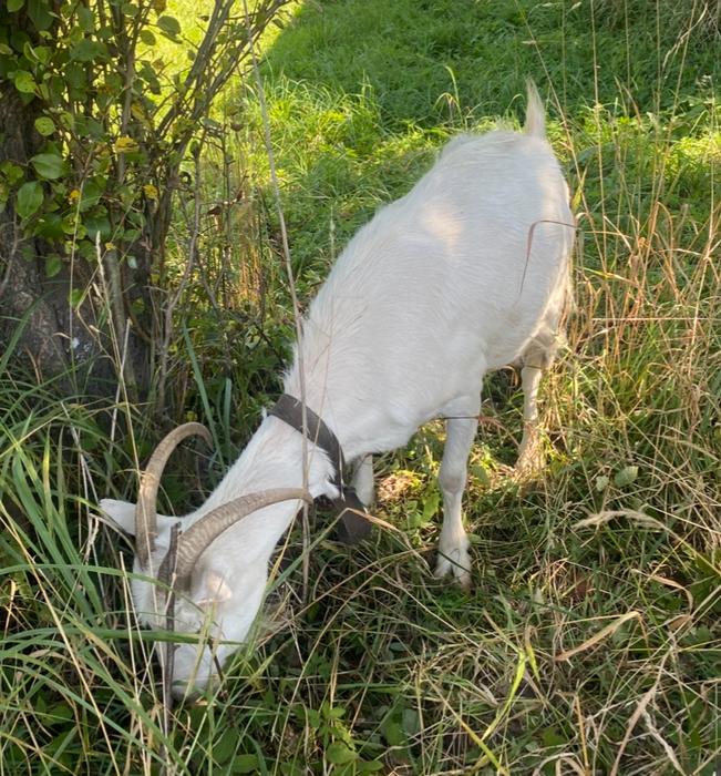 Продаю коз безрогих і з рогами photo 2