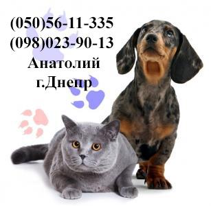 Виклик ветеринара додому Дніпро Кастрація, Стерилі фото 1