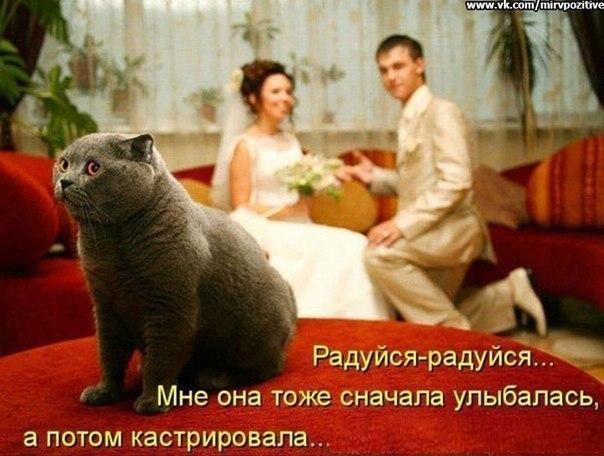 Виклик ветеринара додому Дніпро Кастрація, Стерилі фото 3