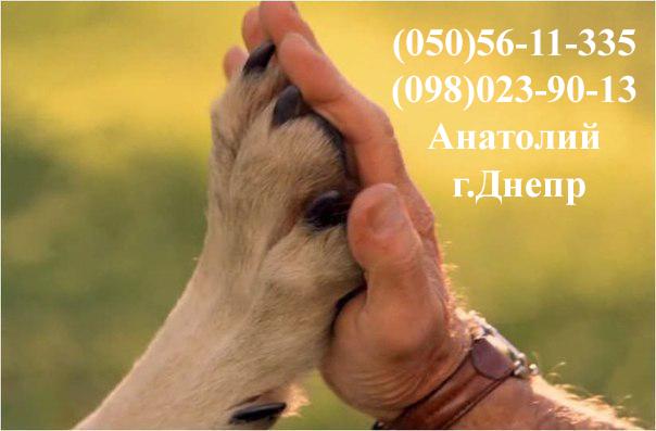 Виклик ветеринара додому Дніпро Кастрація, Стерилі фото 4