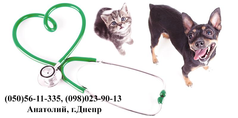 Виклик ветеринара додому Дніпро Кастрація, Стерилі фото 5