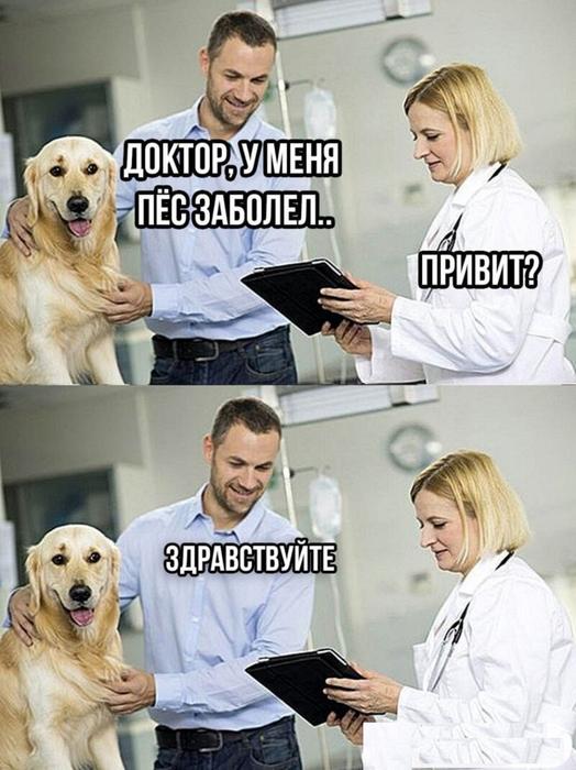 Виклик ветеринара додому Дніпро Кастрація, Стерилі фото 6