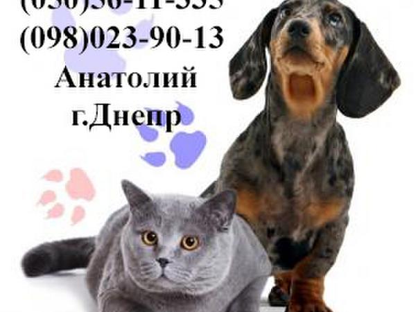 Виклик ветеринара додому Дніпро Кастрація, Стерилі фото