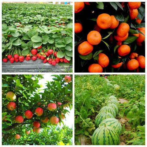 Гетероауксин, гиббереллин,Кинетин photo 1