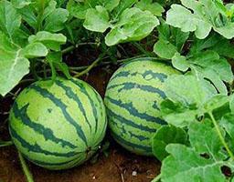 Гетероауксин, гиббереллин,Кинетин photo 3