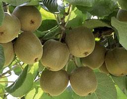 Гетероауксин, гиббереллин,Кинетин photo 4