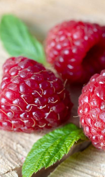 Гетероауксин, гиббереллин,Кинетин photo 7