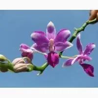 Гетероауксин, гиббереллин,Кинетин photo 9