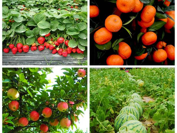 Гетероауксин, гиббереллин,Кинетин photo