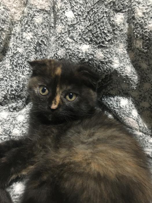 Тварини фото 1