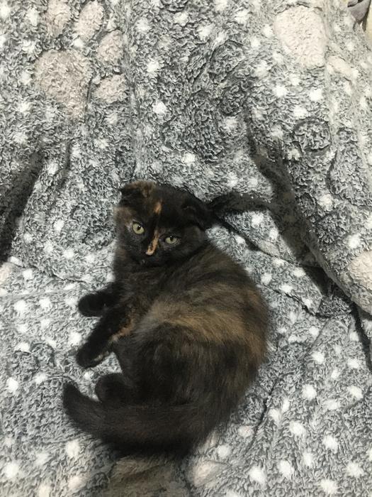 Тварини фото 2