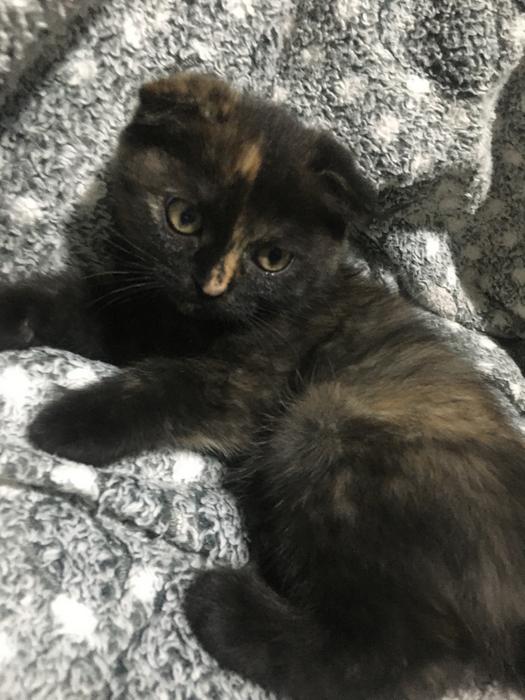 Тварини фото 3