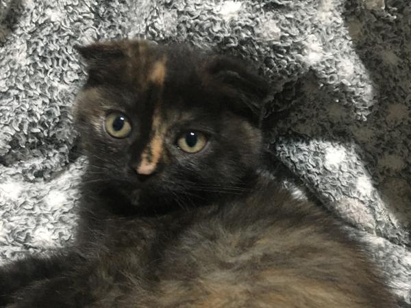 Тварини фото