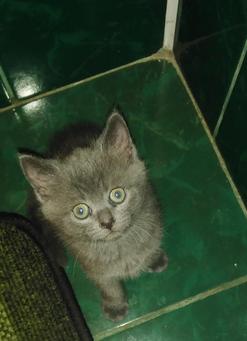Продаж британського прямовухого. photo 1