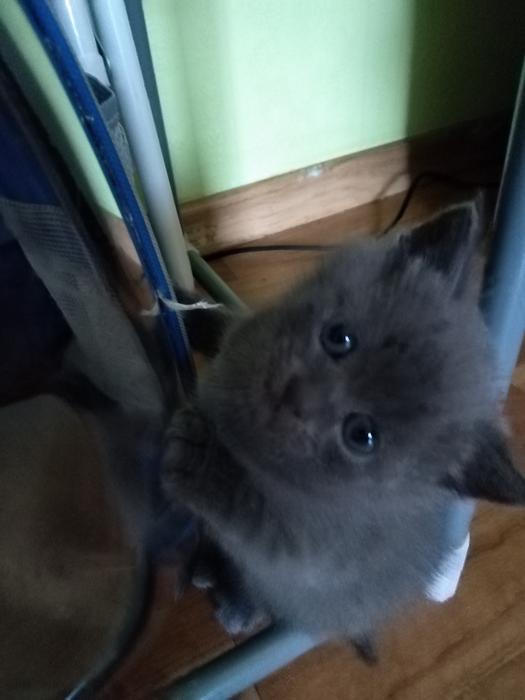 Продаж британського прямовухого. photo 4