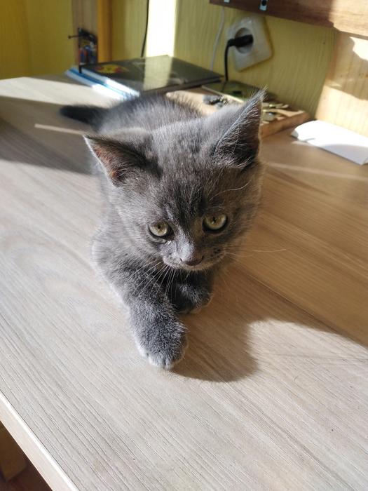 Британець голубий короткоширстни photo 2