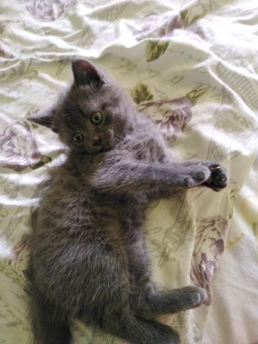 Британець голубий короткоширстни photo 4