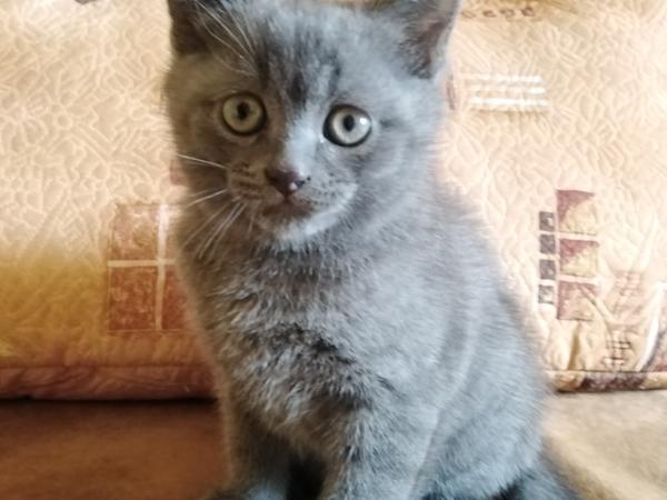 Британець голубий короткоширстни photo