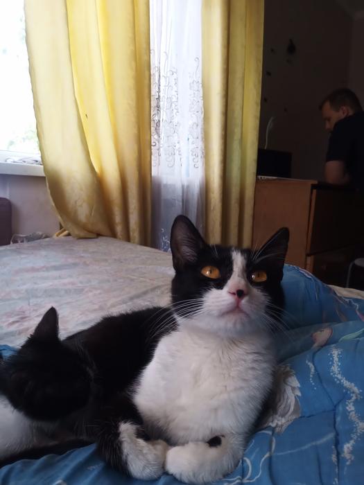 Котики photo 1