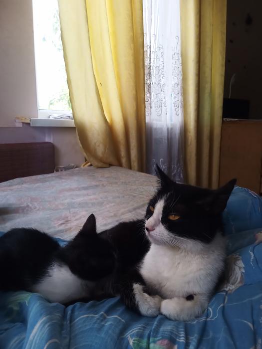 Котики photo 2