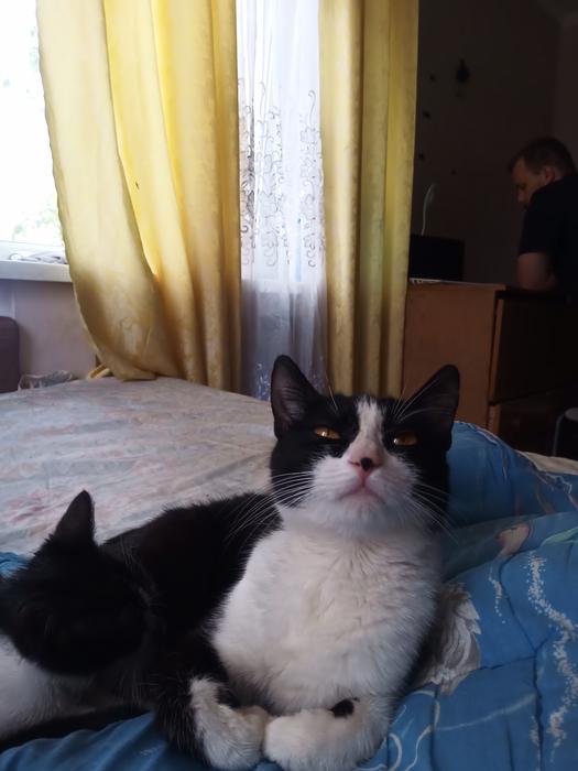 Котики photo 3