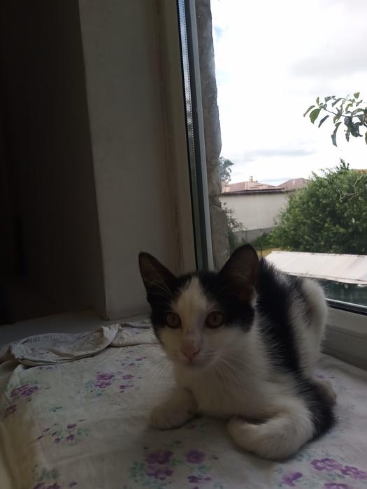 Котики photo 4