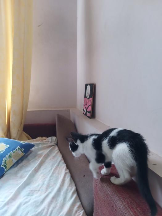 Котики photo 5