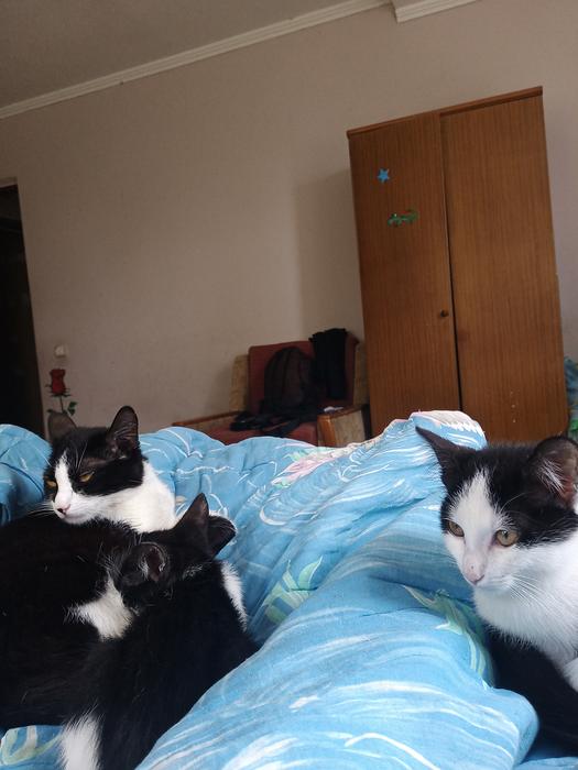 Котики photo 6