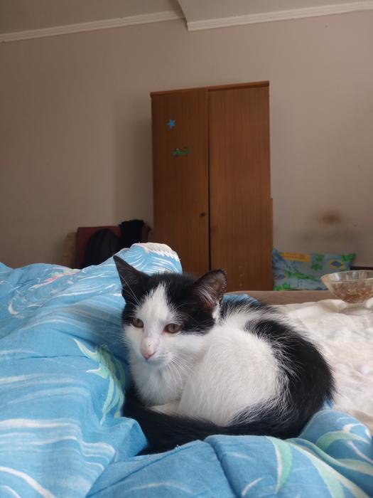 Котики photo 7