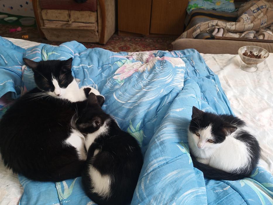 Котики photo 8