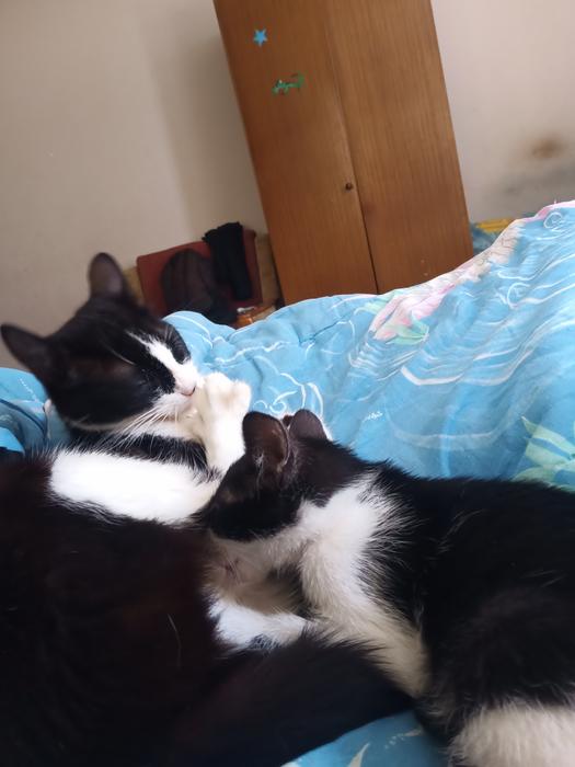 Котики photo 9