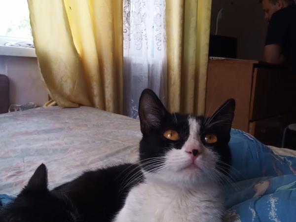 Котики photo