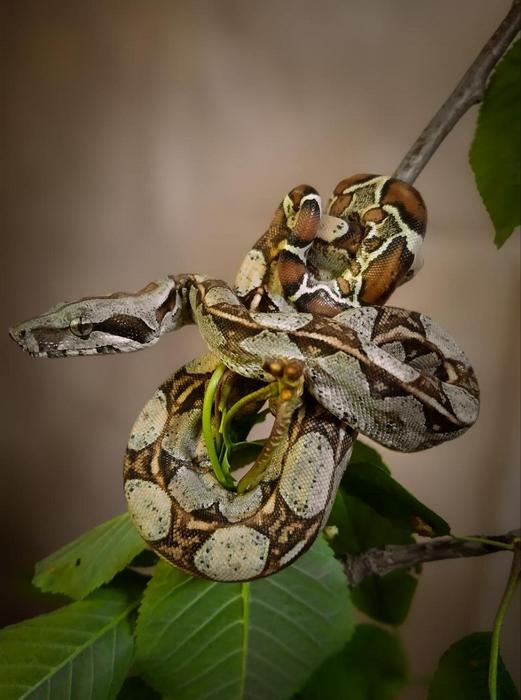 Продам малюків удава імператорського фото 1