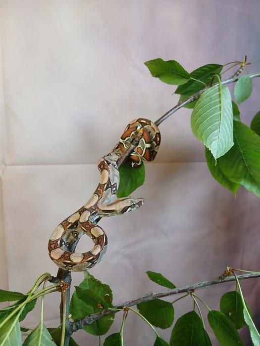 Продам малюків удава імператорського фото 2